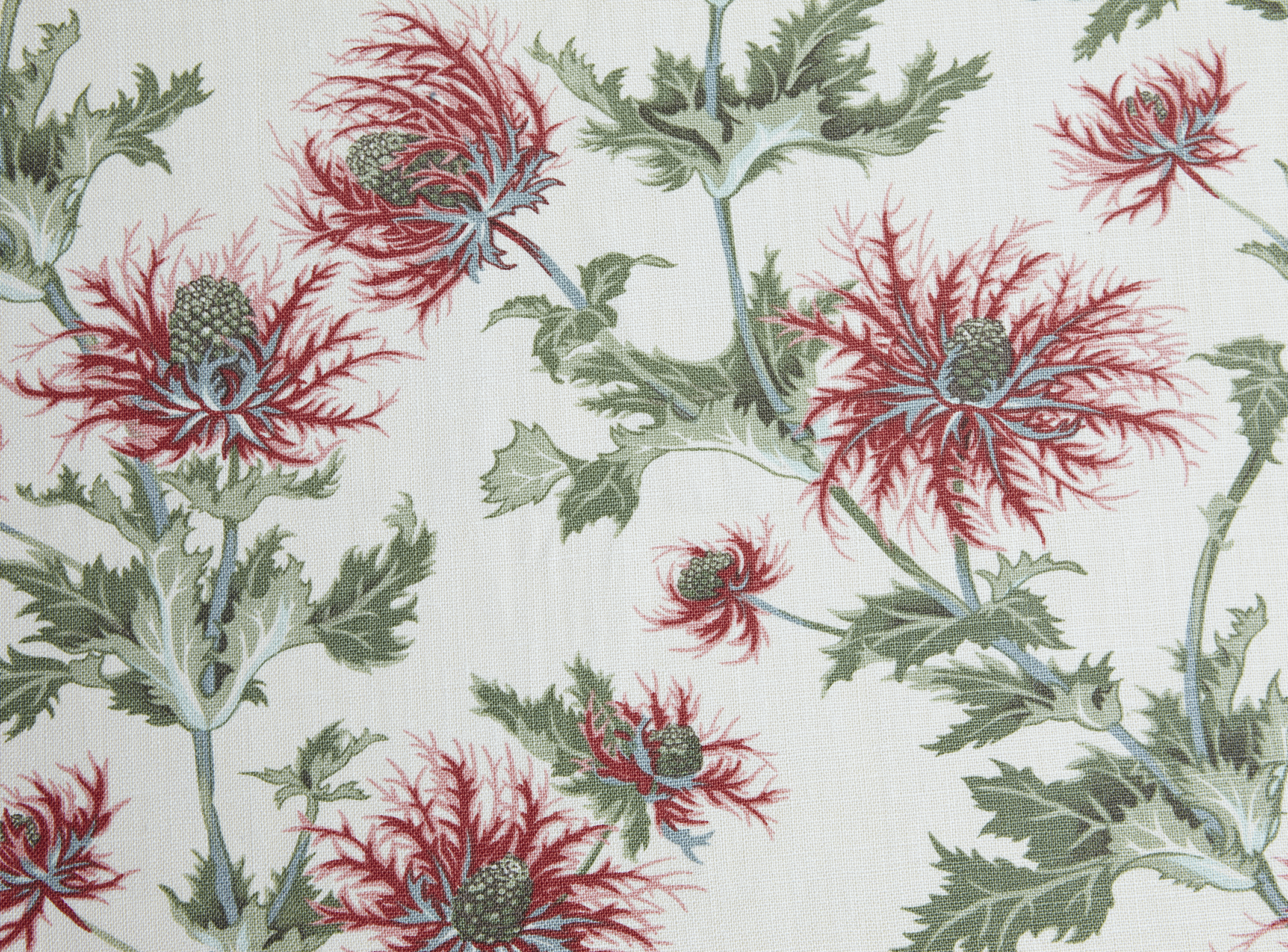 scottish thistle wallpaper