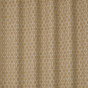 Acacia