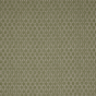 Acacia